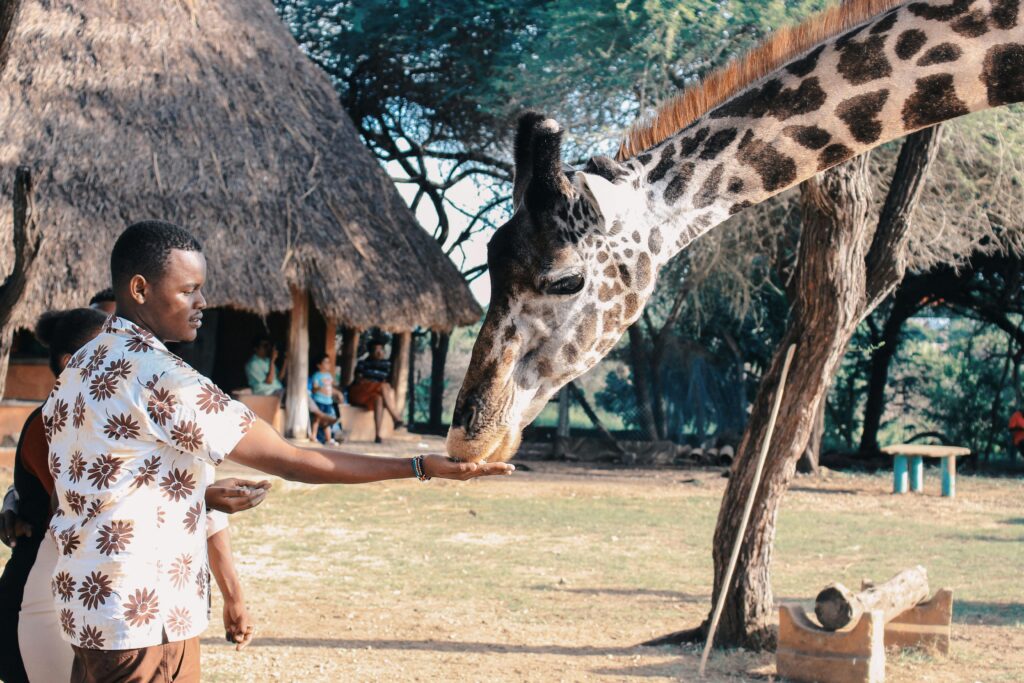 kikuyu masaai culture