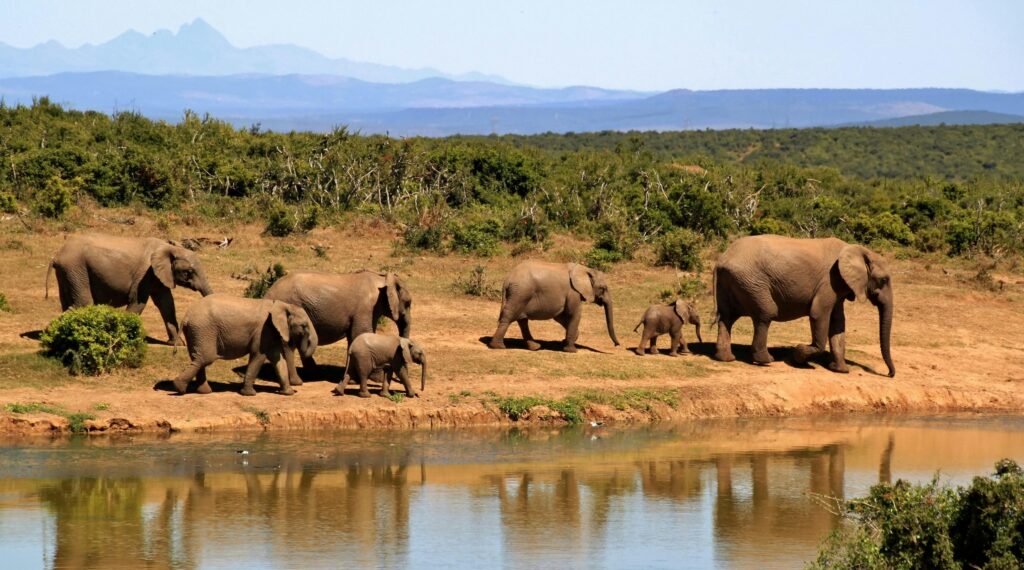 elephants kenya